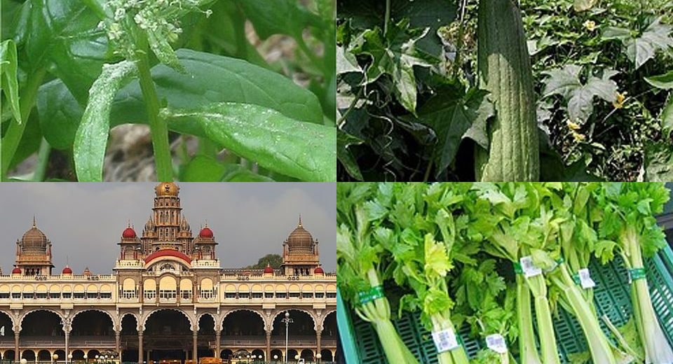 Fresh Vegetables