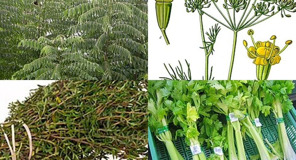 Herbs & Aromatics