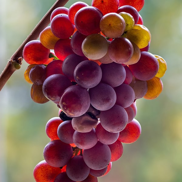 Nashik Crimson Grapes