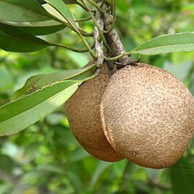 Chikoo Sapota
