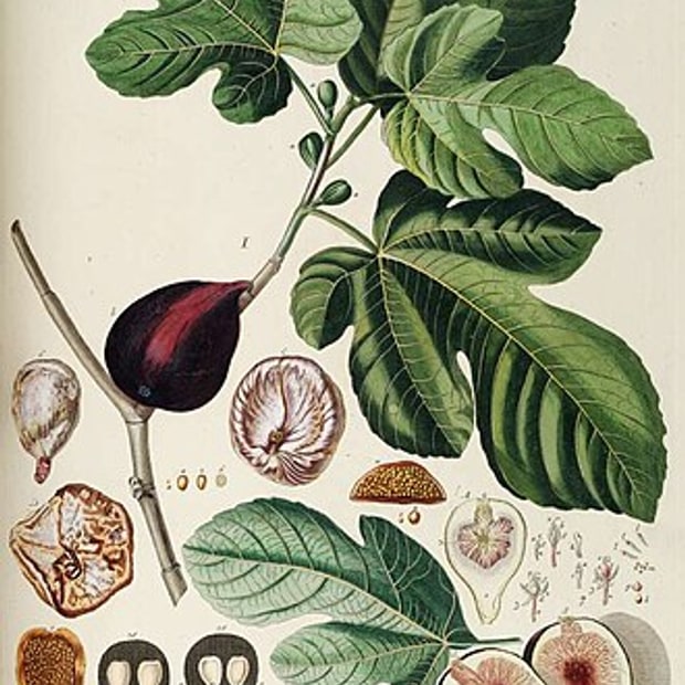 Anjeer Fig