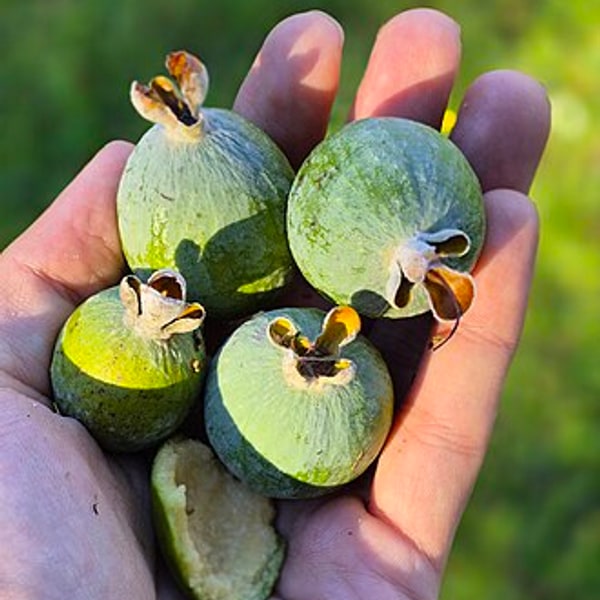 Feijoa