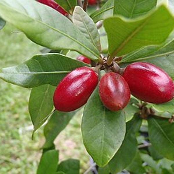 Miracle Fruit