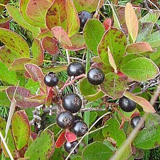 Huckleberry