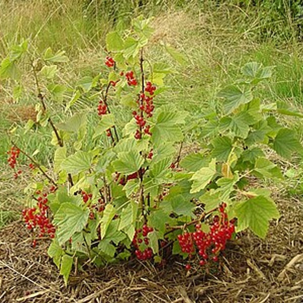 Red Currant
