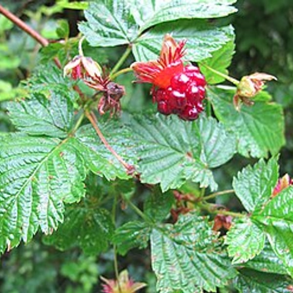 Salmonberry