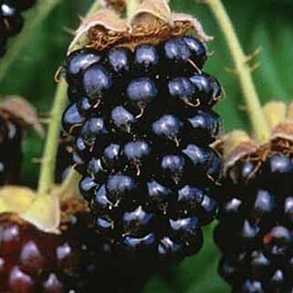 Marionberry