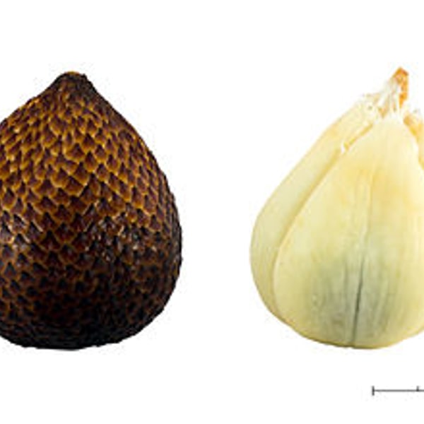 Salak Snake Fruit