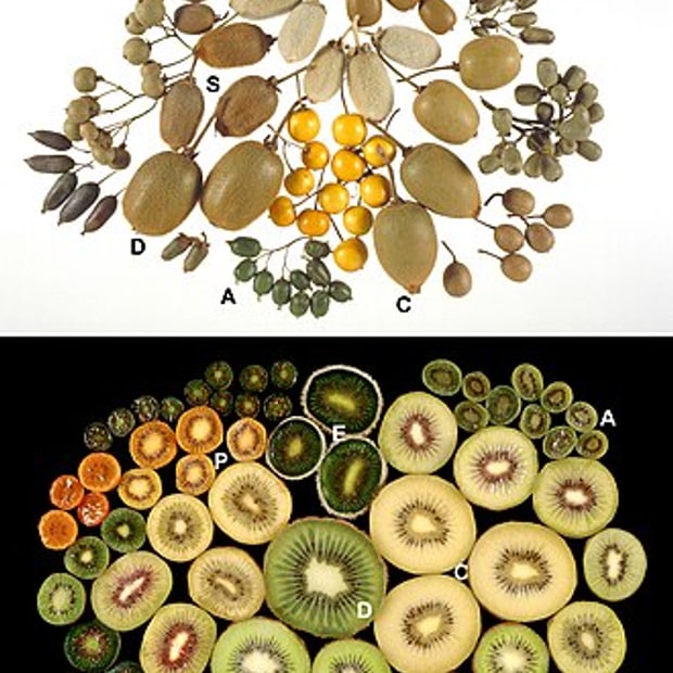 Gold Kiwi