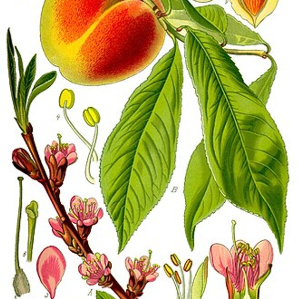 Dehradun Peach