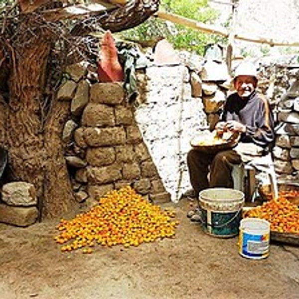 Ladakh Apricot