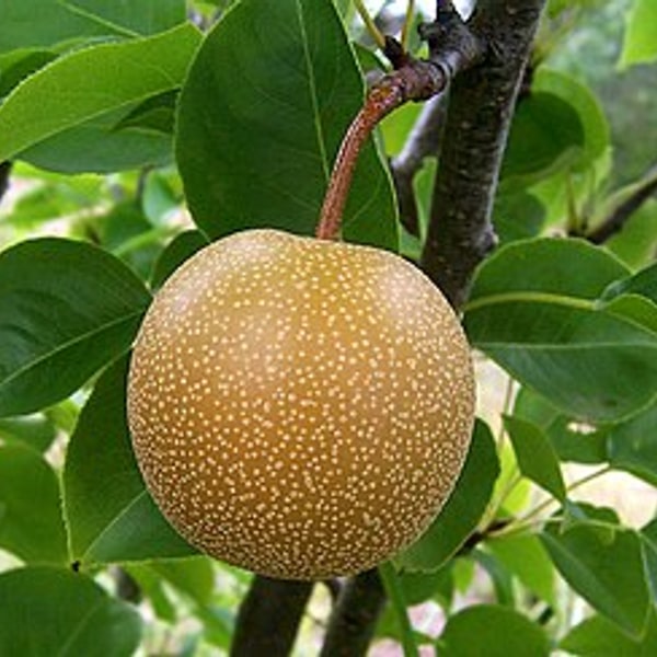 Nashi Pear