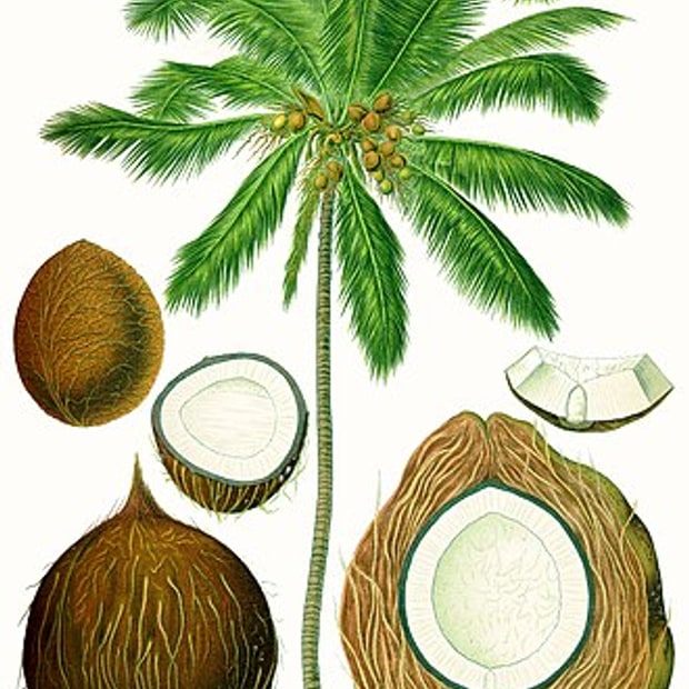 King Coconut