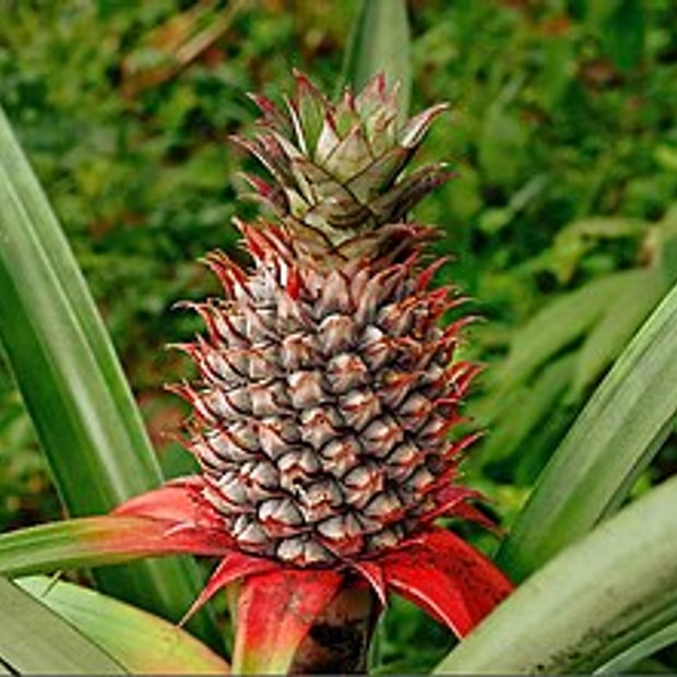 MD2 Pineapple