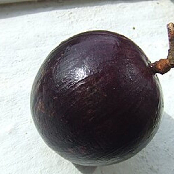 Star Apple