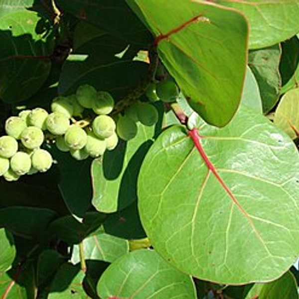 Sea Grape