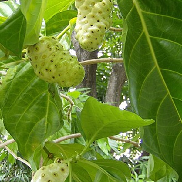 Noni Fruit
