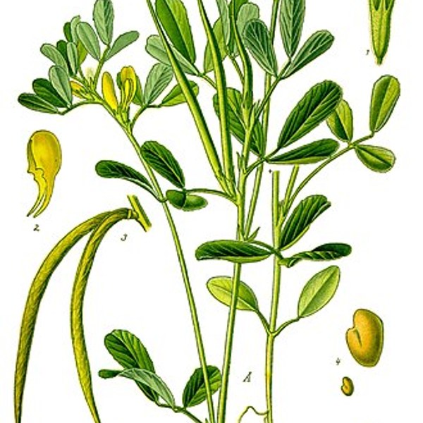 Fenugreek Leaves
