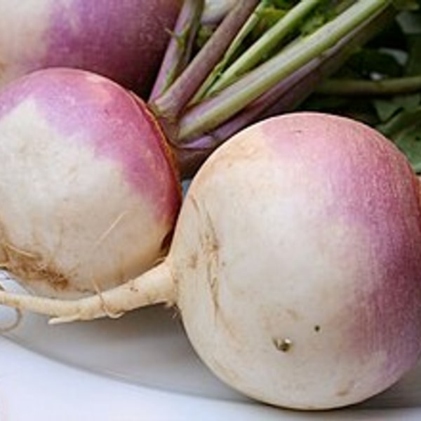 Turnip