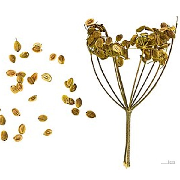 Parsnip