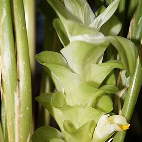 Turmeric Root