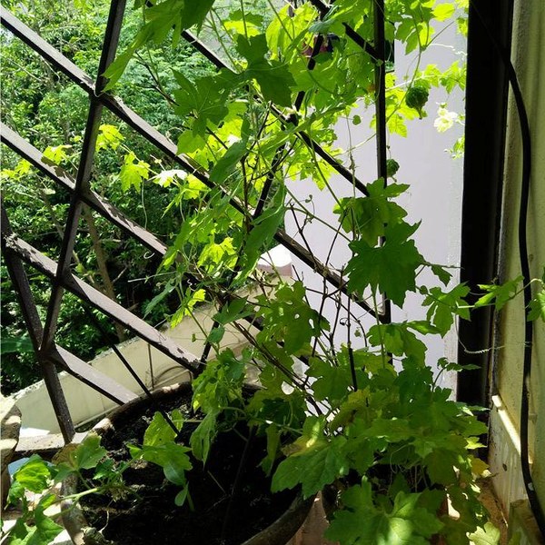 Bitter Gourd