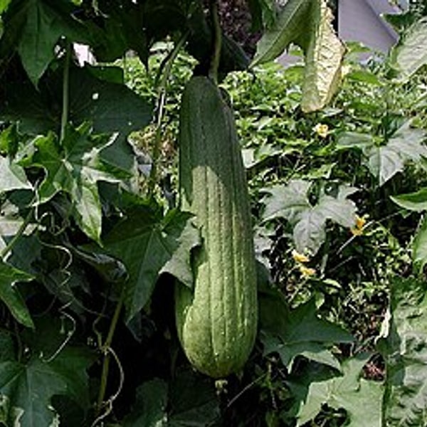 Sponge Gourd