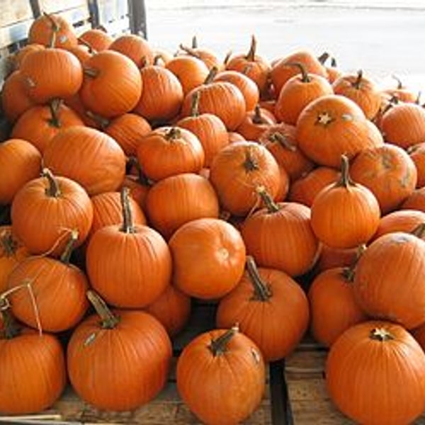 Pumpkin