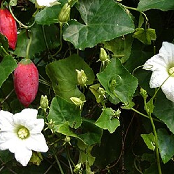 Ivy Gourd