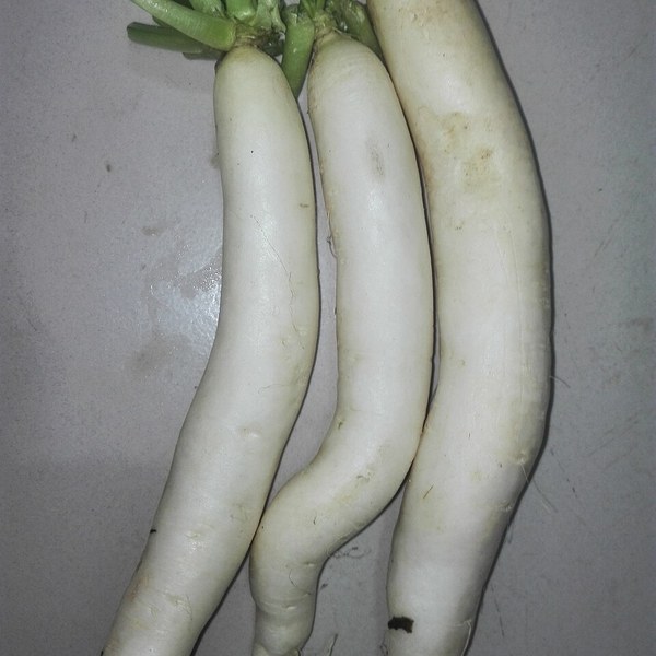 Radish Purple