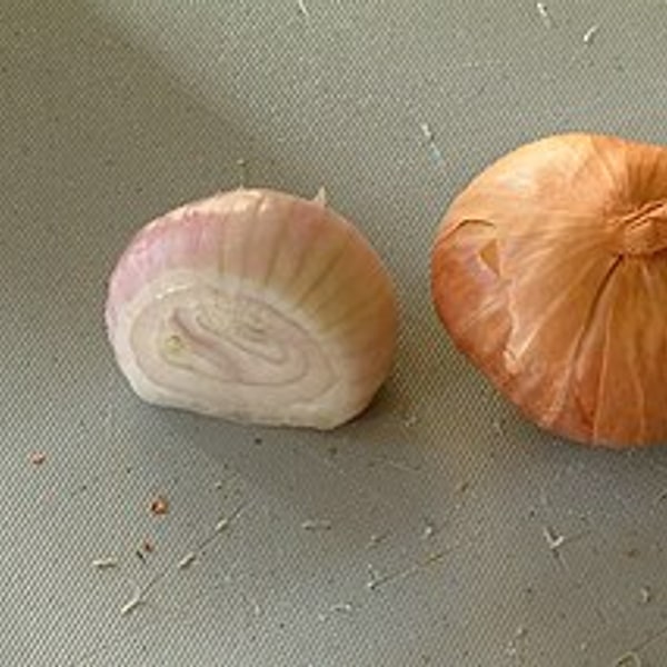 Shallot