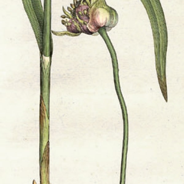 Garlic Bulb