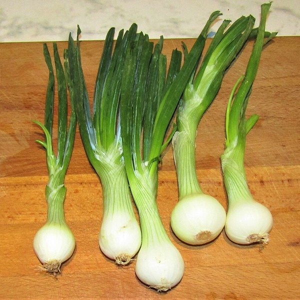 Scallion Bunch