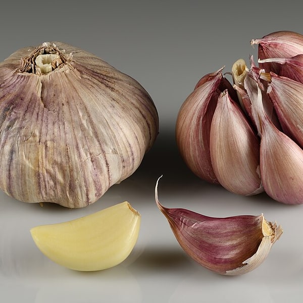 Elephant Garlic