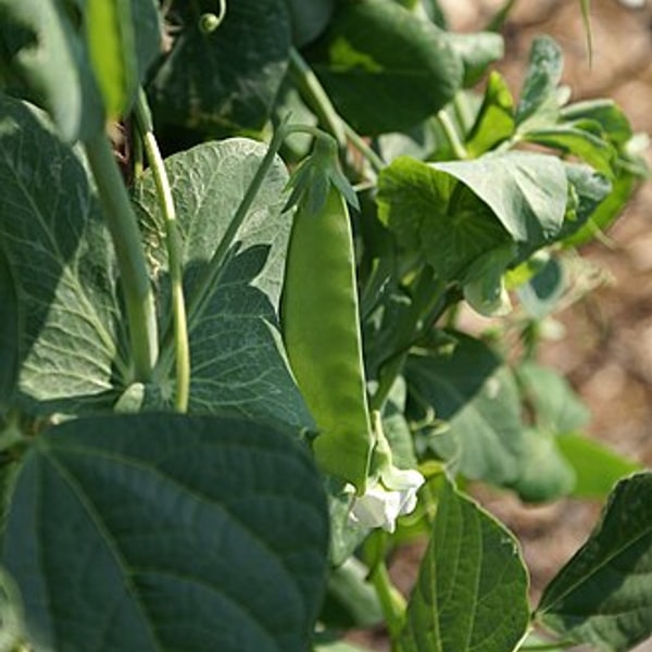 Snow Peas