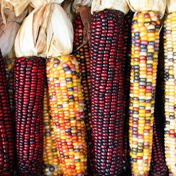 Sweet Corn Cob