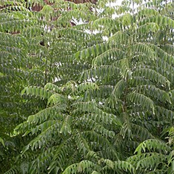 Curry Leaves