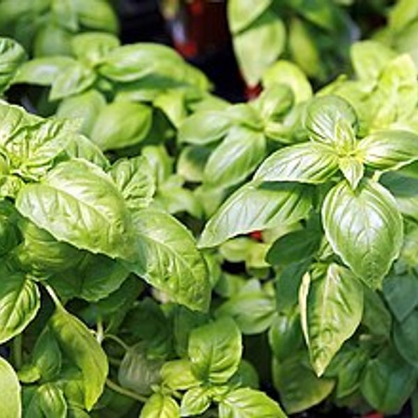 Basil Sweet