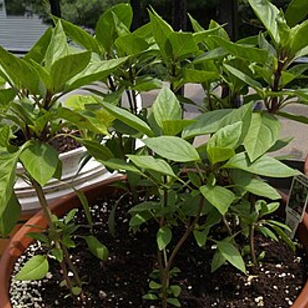 Thai Basil