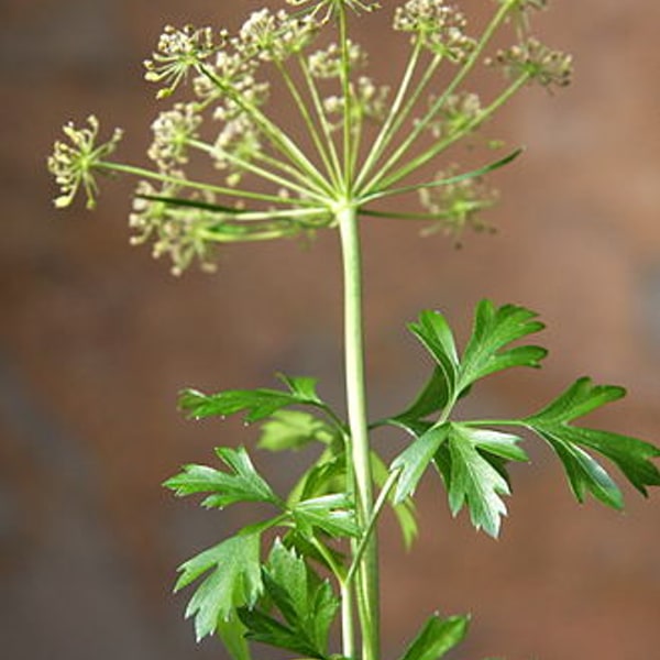 Parsley Flat