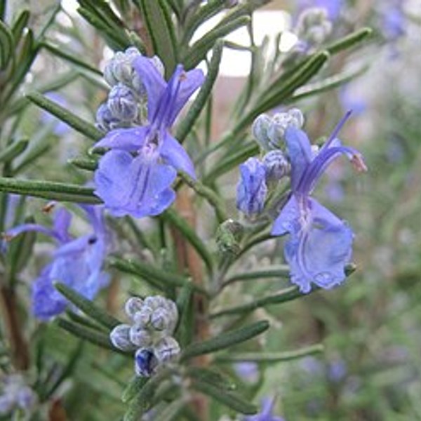 Rosemary Bunch