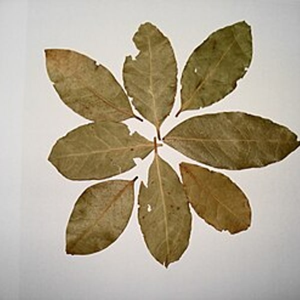 Bay Leaves Fresh
