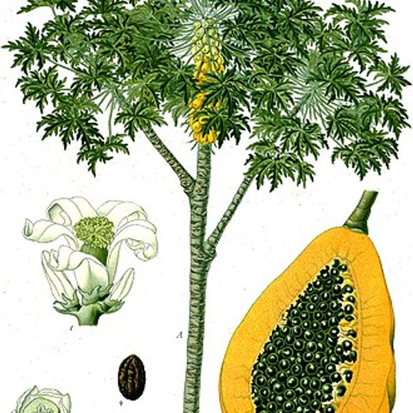 Papaya Mint Refresh