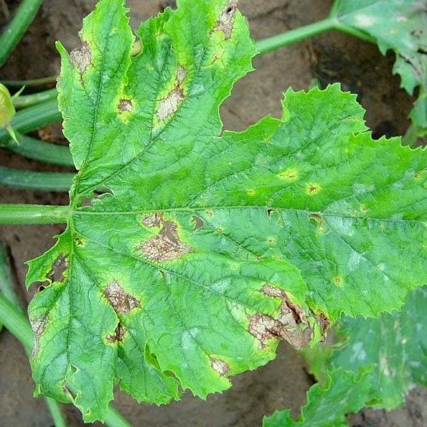 Zucchini Capsicum Fry
