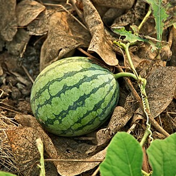Watermelon Mint Cooler