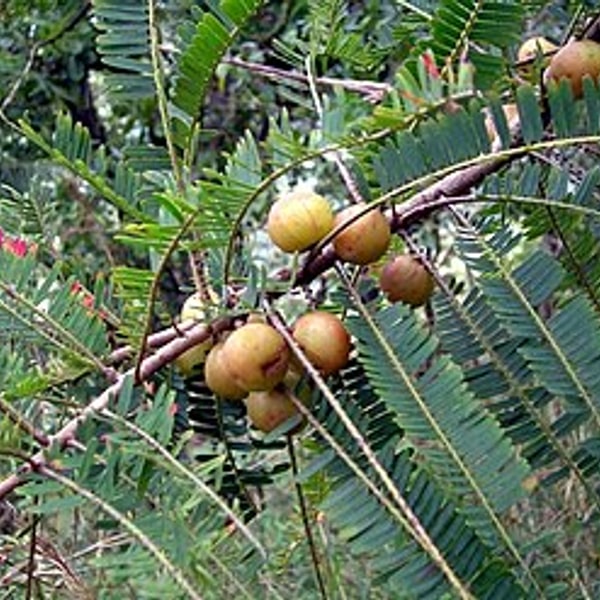 Amla Ginger Preserve